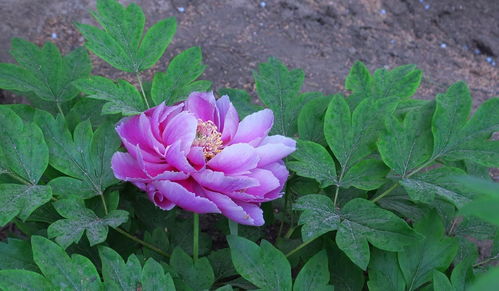 牡丹花開，苗木生機